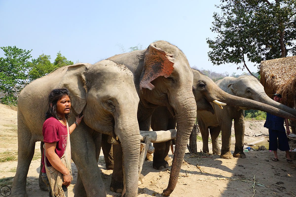 Visiting an Elephant Sanctuary in Chiang Mai