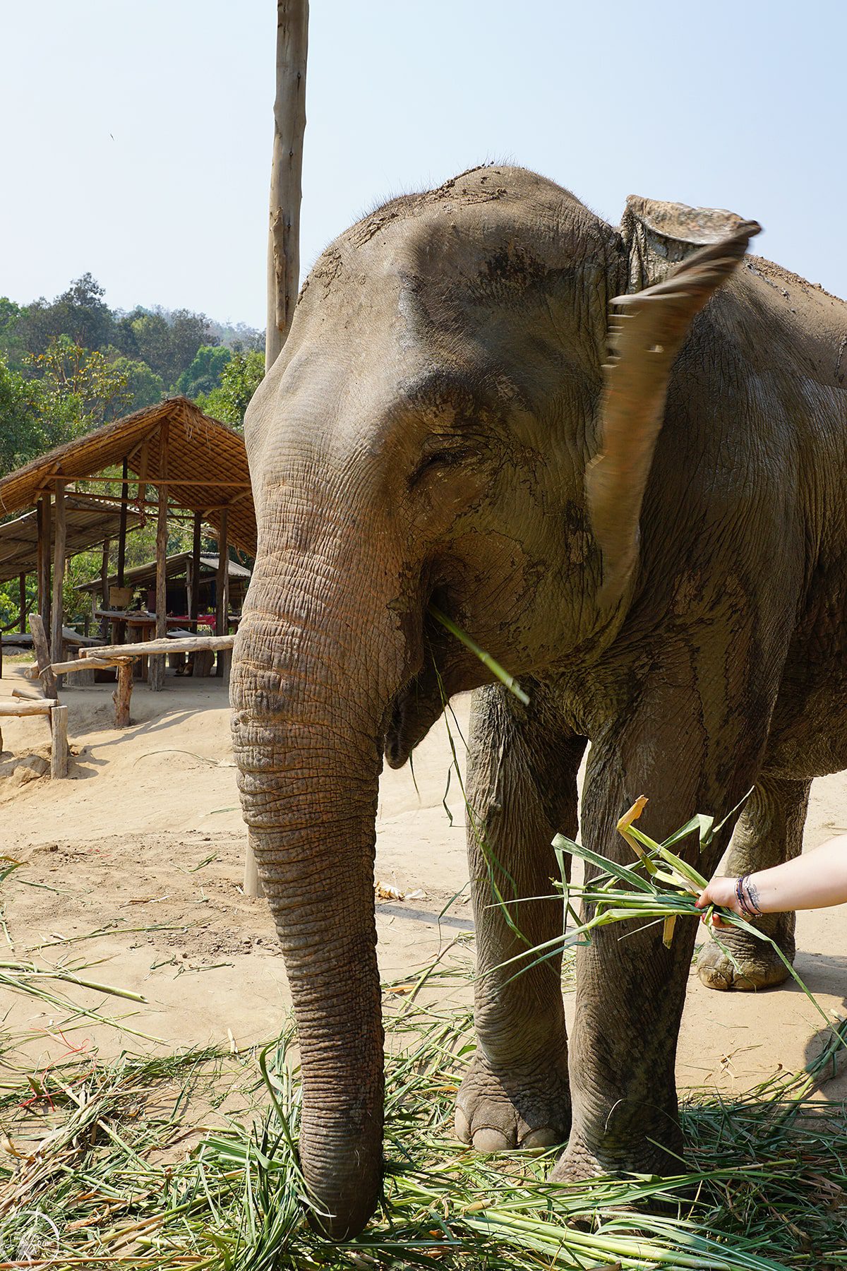 Visiting an Elephant Sanctuary in Chiang Mai