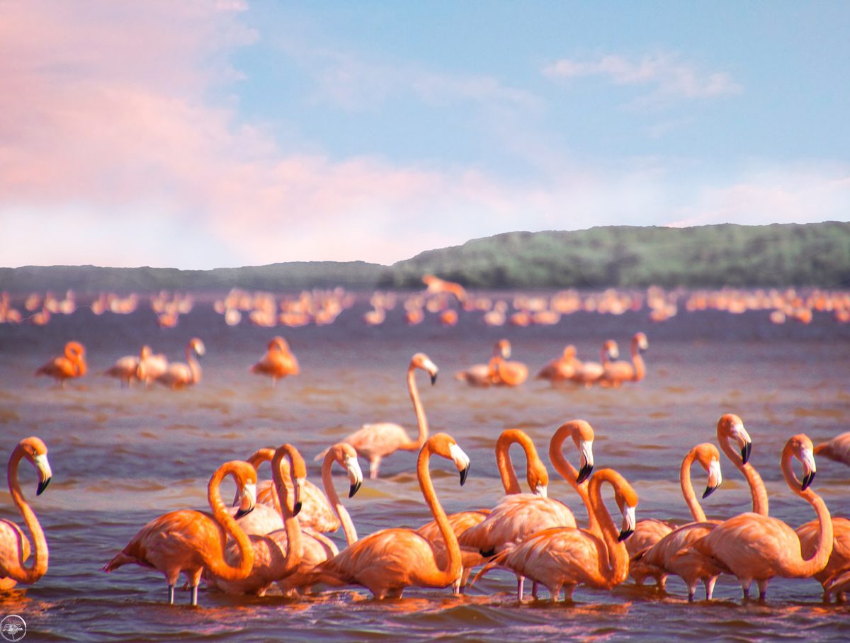 See Thousands of Flamingos in Celestun Mexico