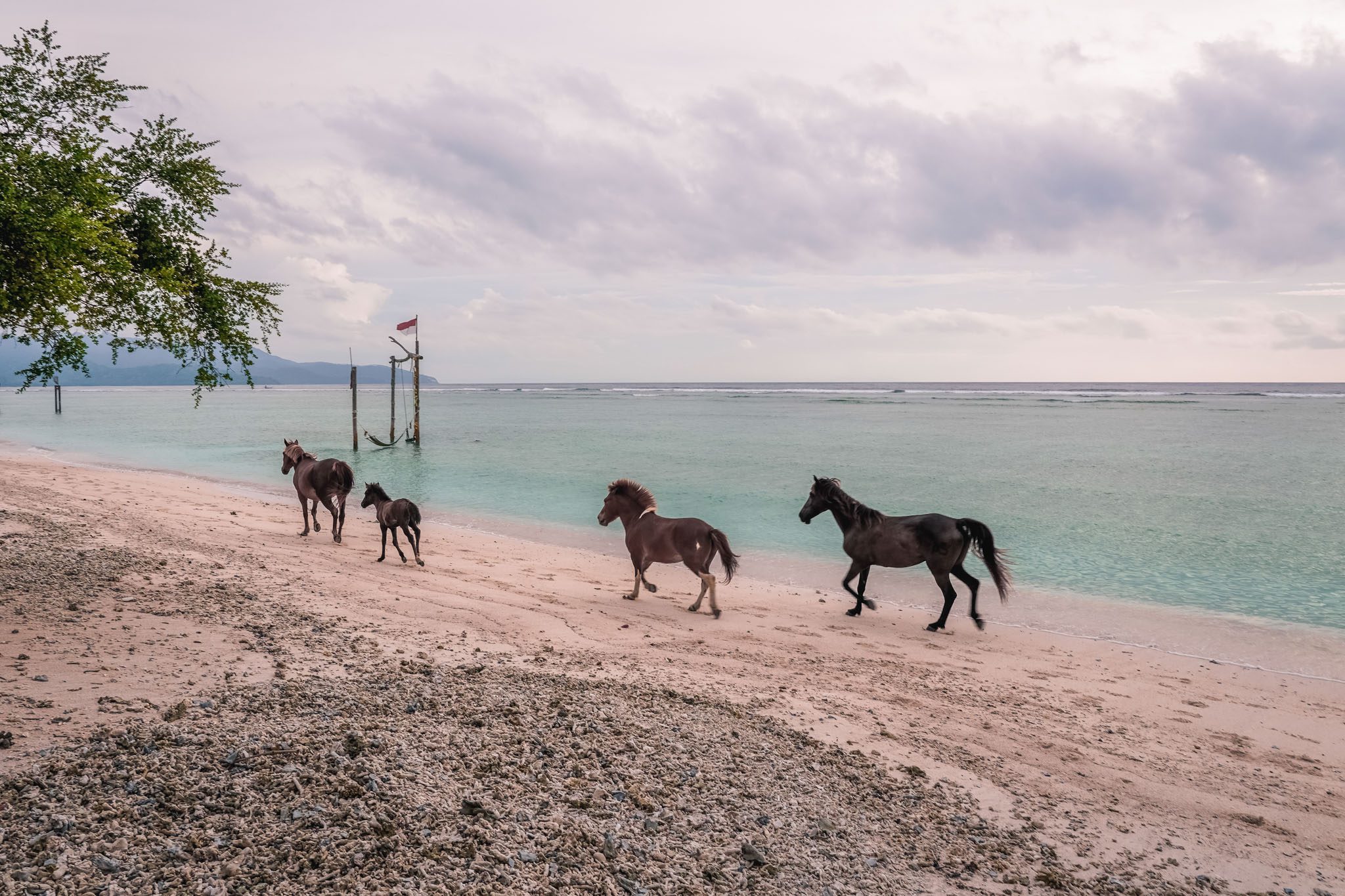 Horses running along the beach in the scenic Gili Islands.
