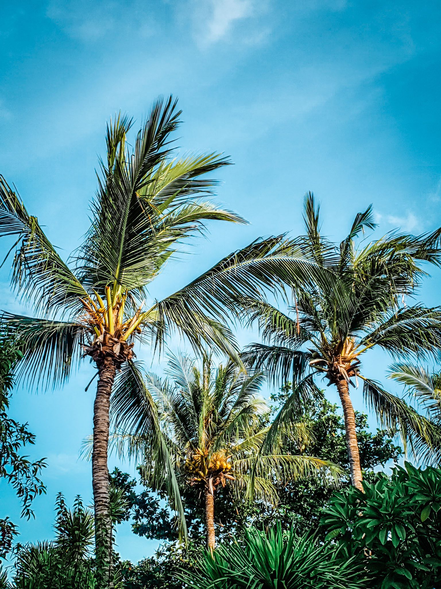 Tall palm trees sway against a bright blue sky in the tropical Gili Islands.