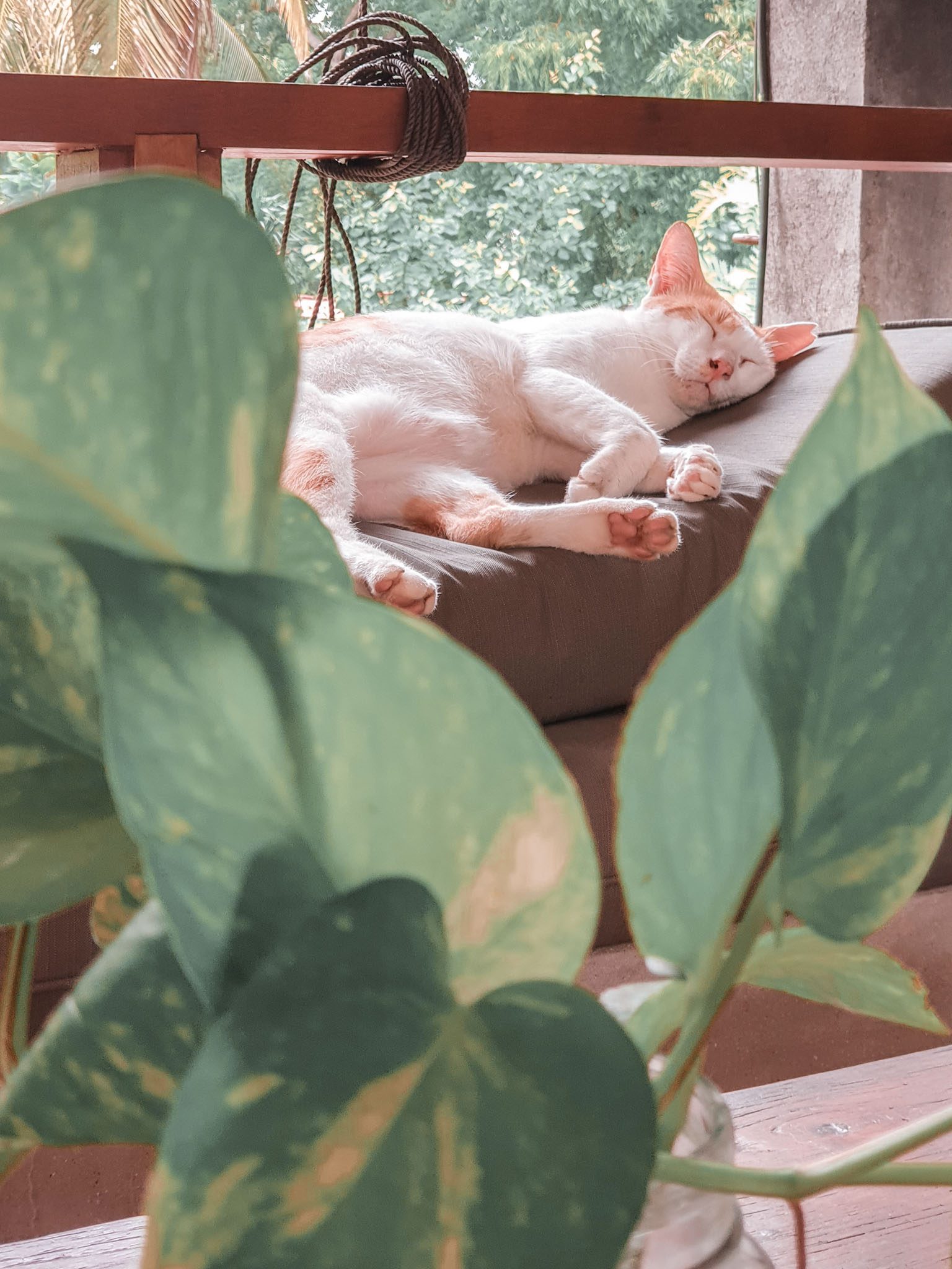 Cat sleeping on a cushion by plants in a cozy spot on the Gili Islands.