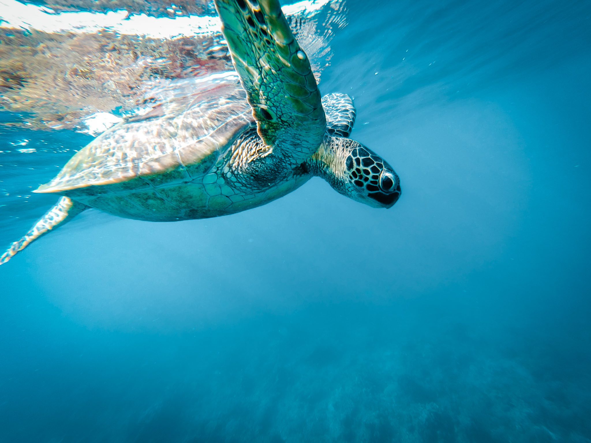 Sea turtle swimming underwater in Dumaguete, Philippines' clear blue ocean.