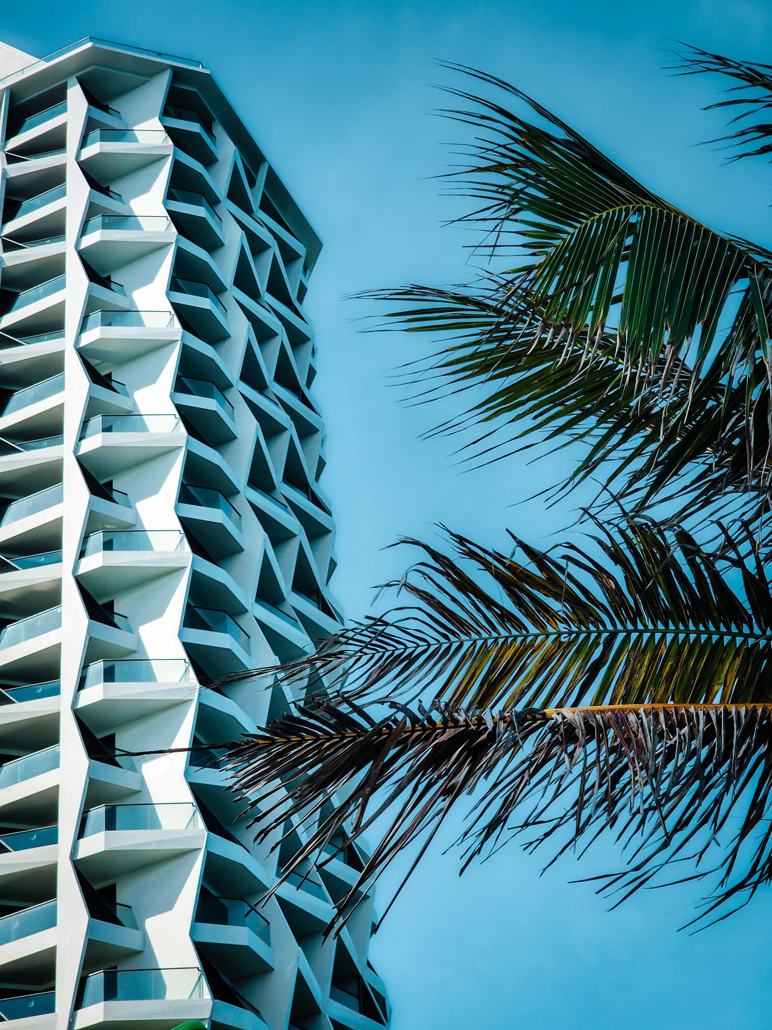 Modern high-rise building and palm tree under clear blue sky in Nha Trang.